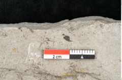 Foto (Detailansicht) von Araliophyllum denticulatum Endl. (NHMW-GEO-2024-0188-11425)